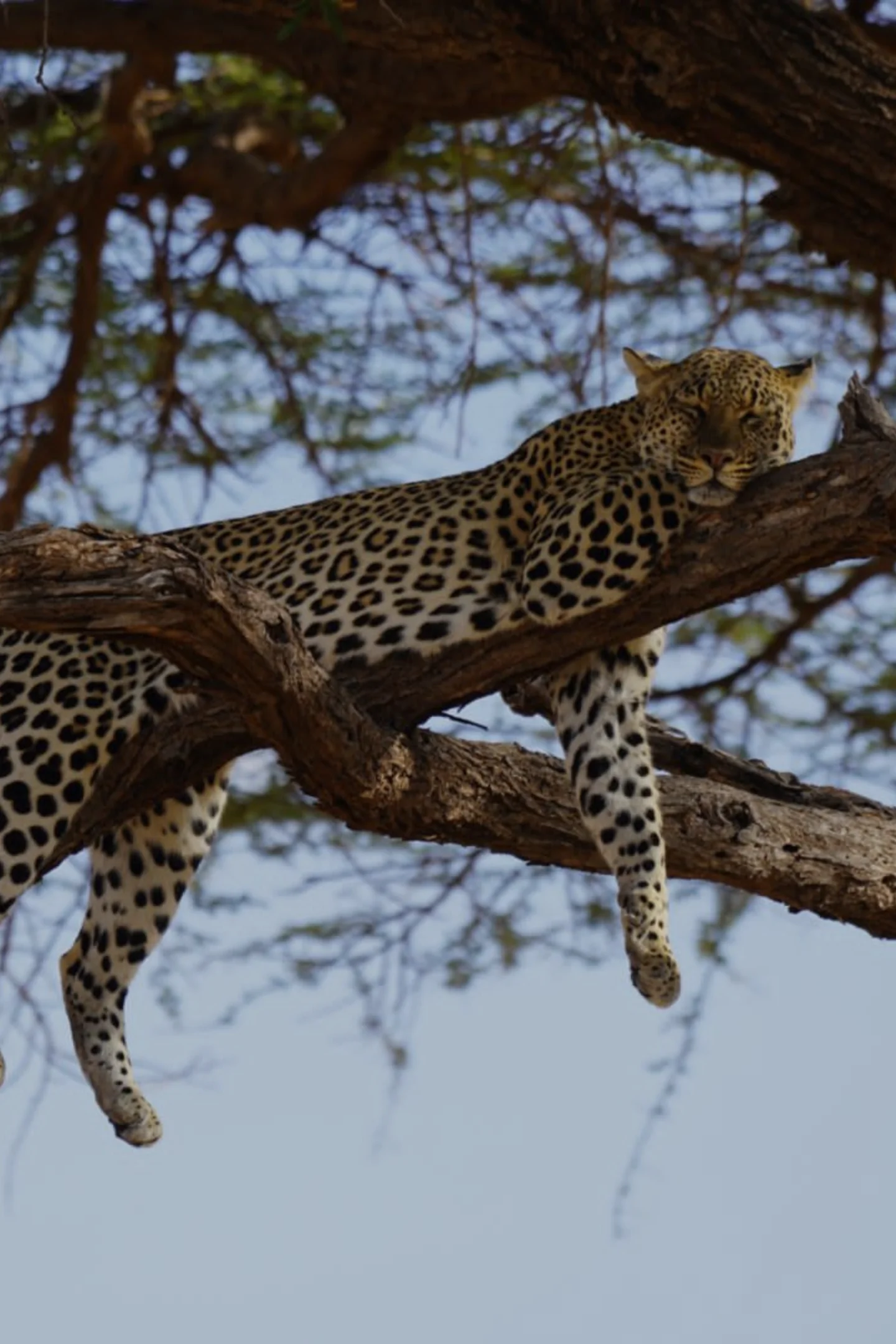 Tanzania