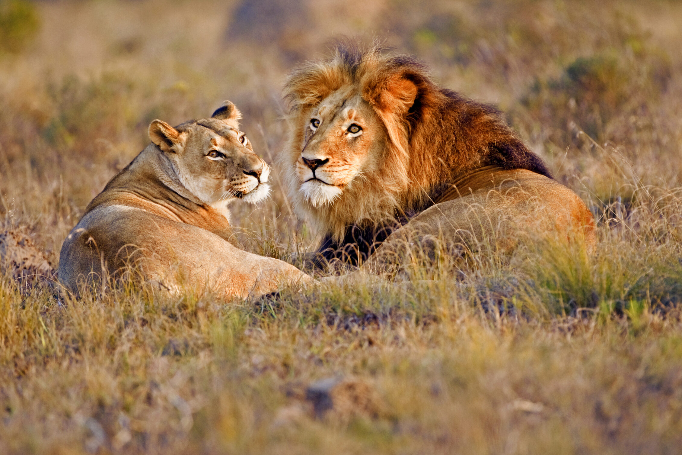 Couple de lions