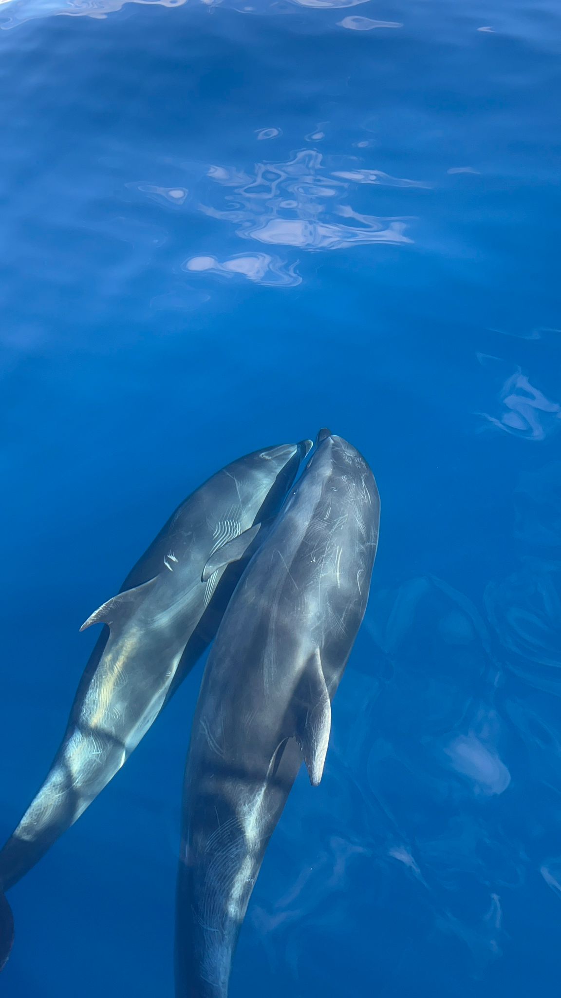 Delfin a Islas Azores