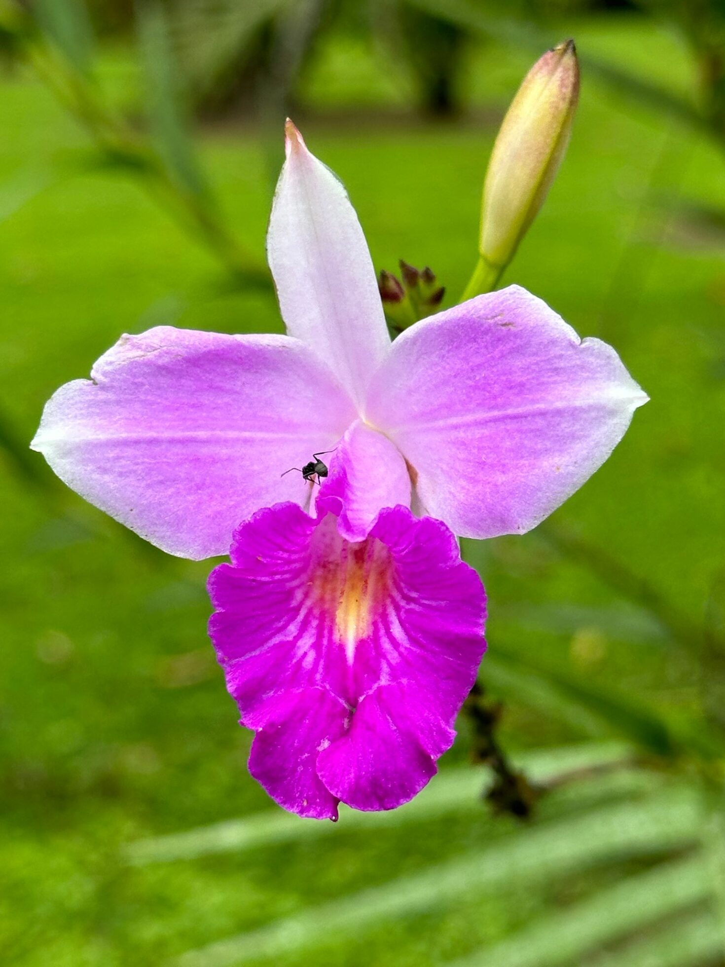 Flora de Costa Rica