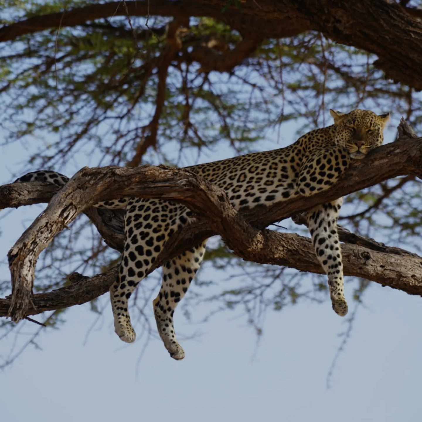 LEOPARDO CLIENTE