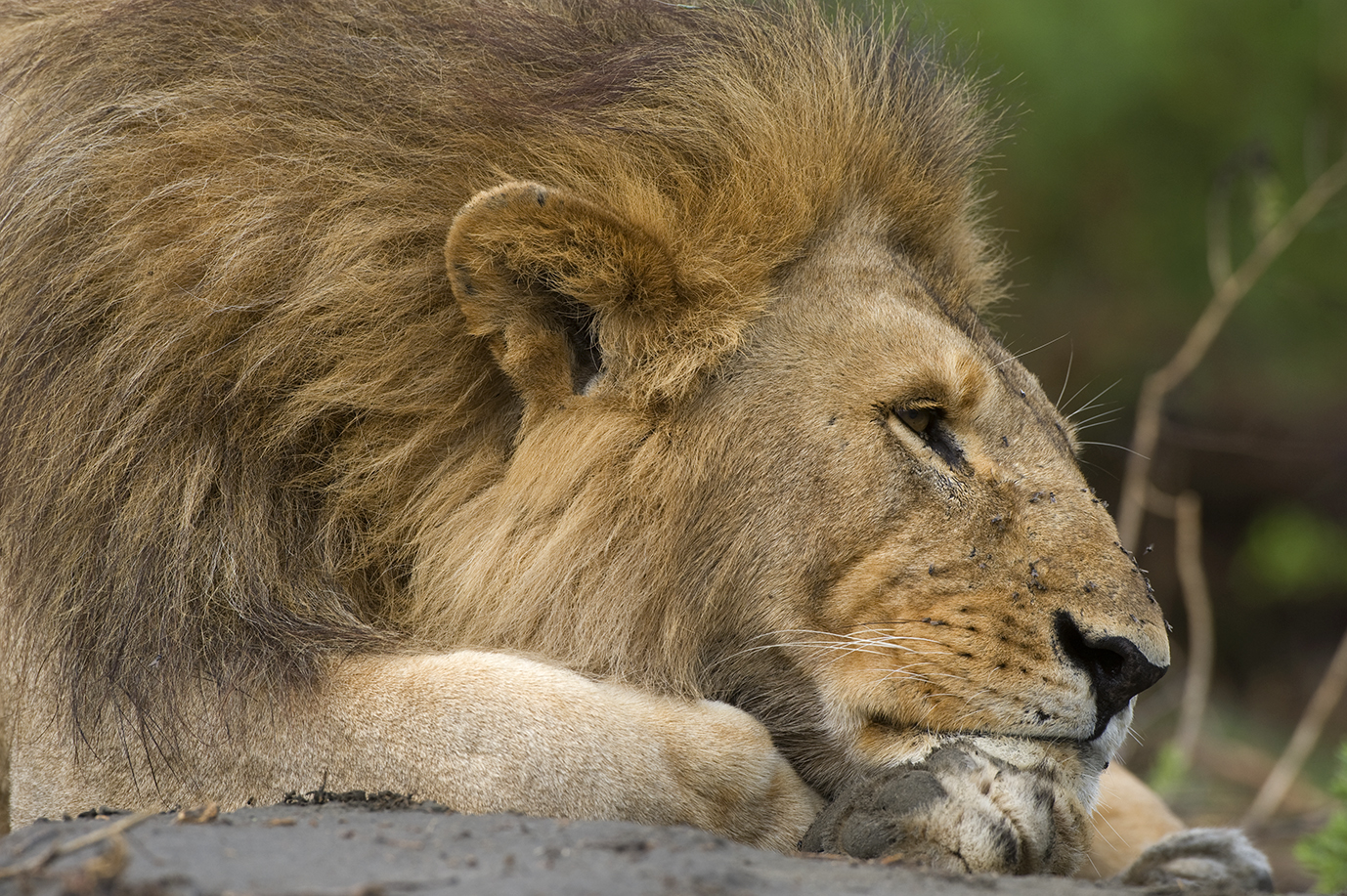 León descansando en Tanzania