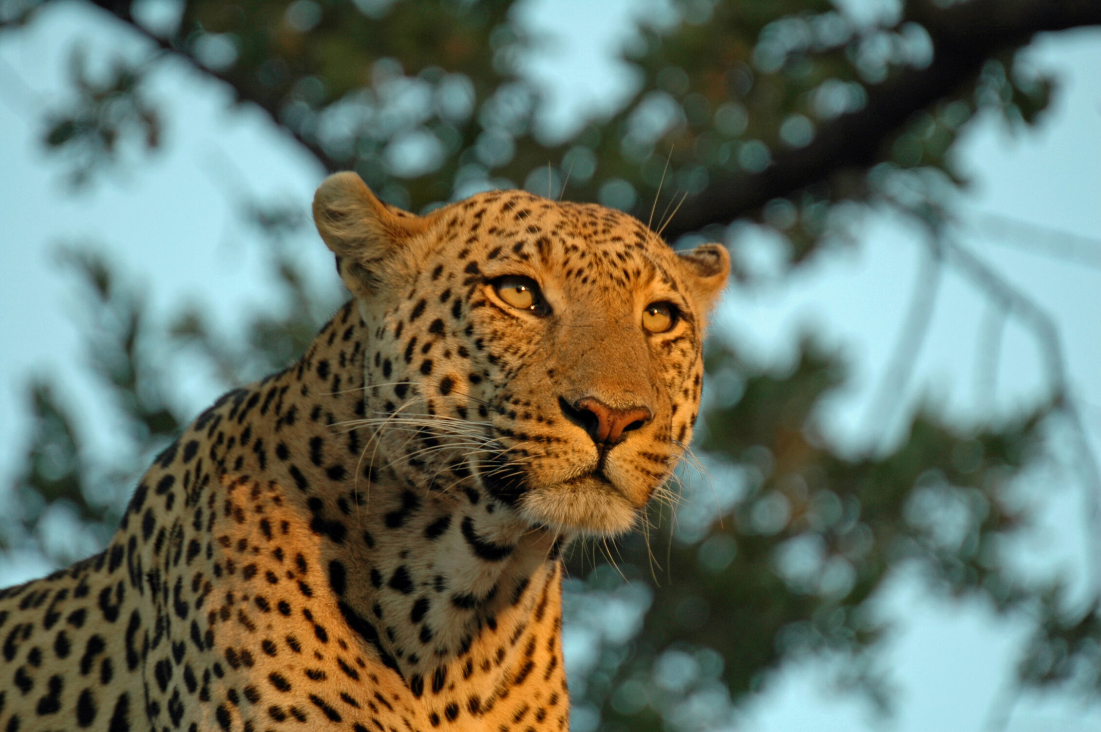 Léopard du Botswana