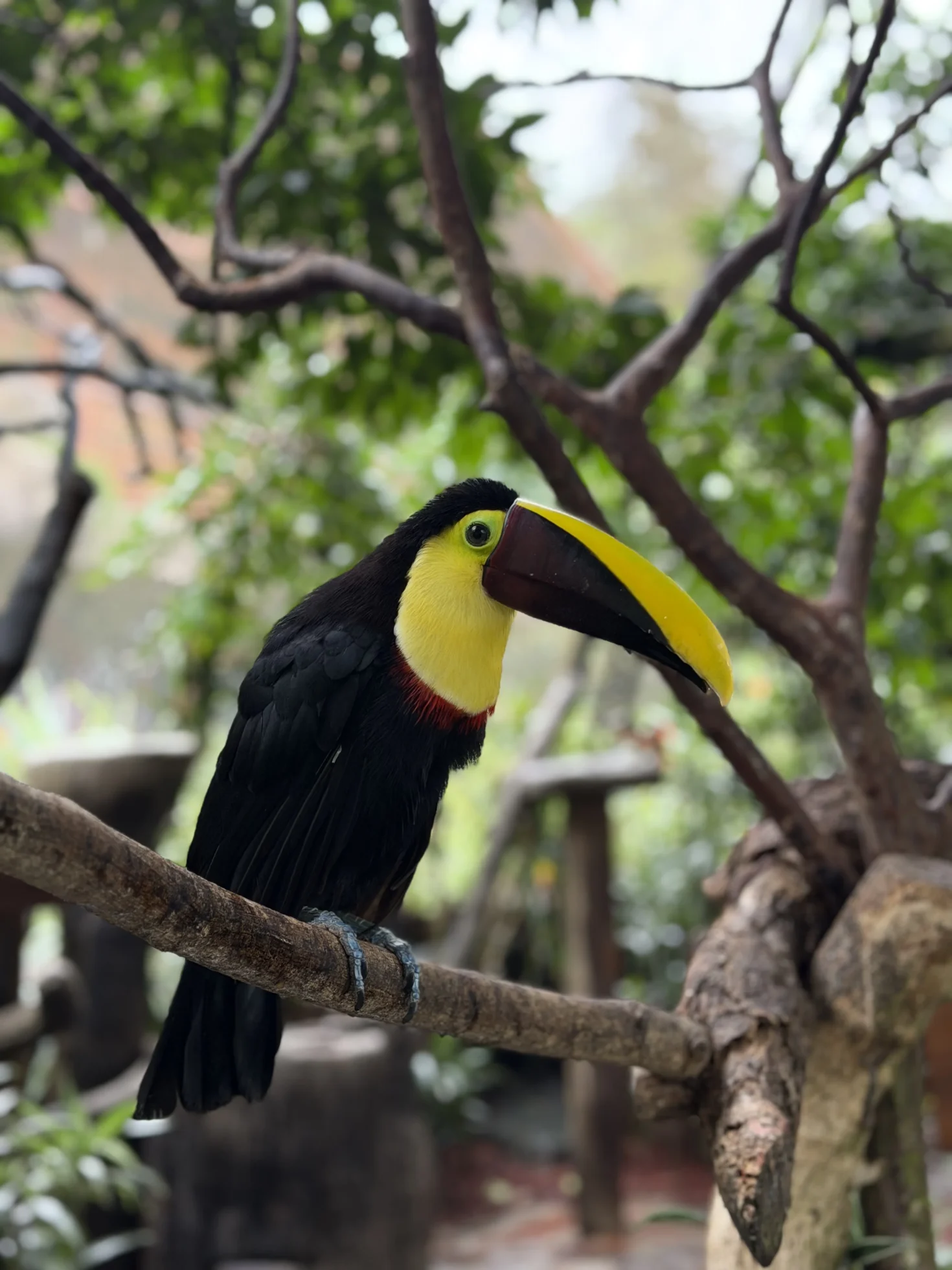 Tucan