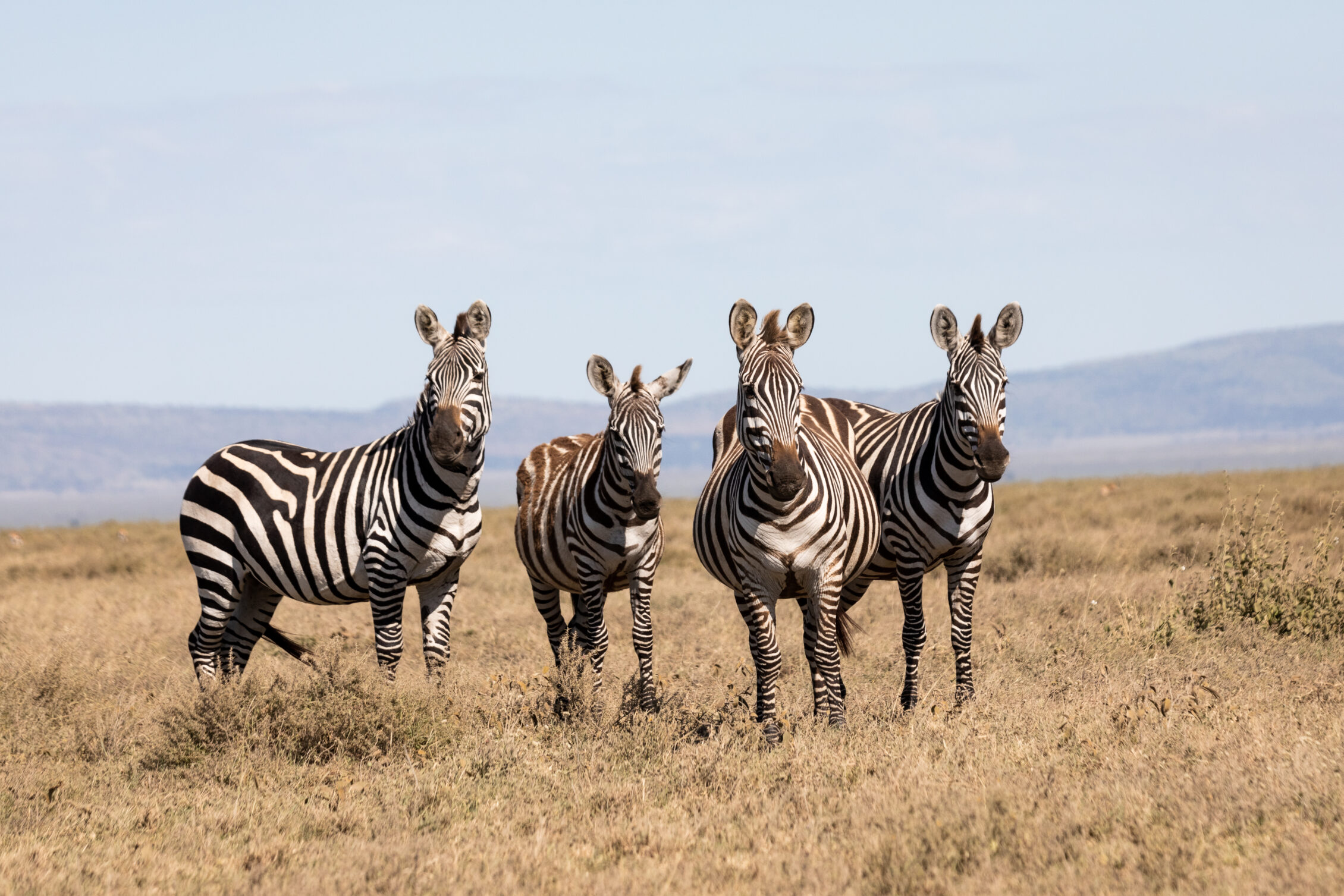 UGANDA ZEBRAS
