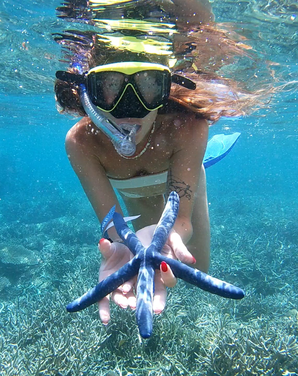 Vida marina a pocos metros de la orilla.