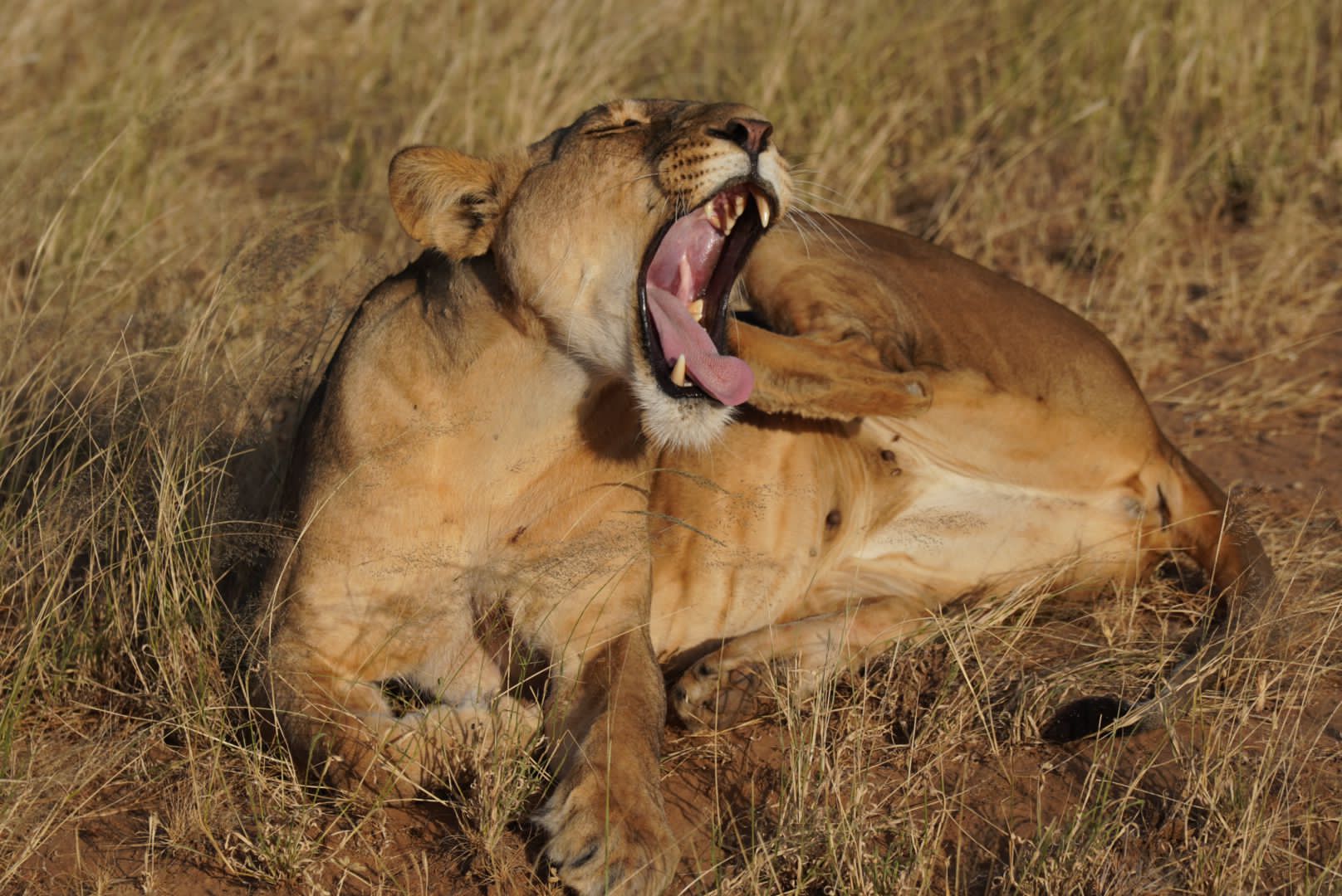animales increibles en kenia