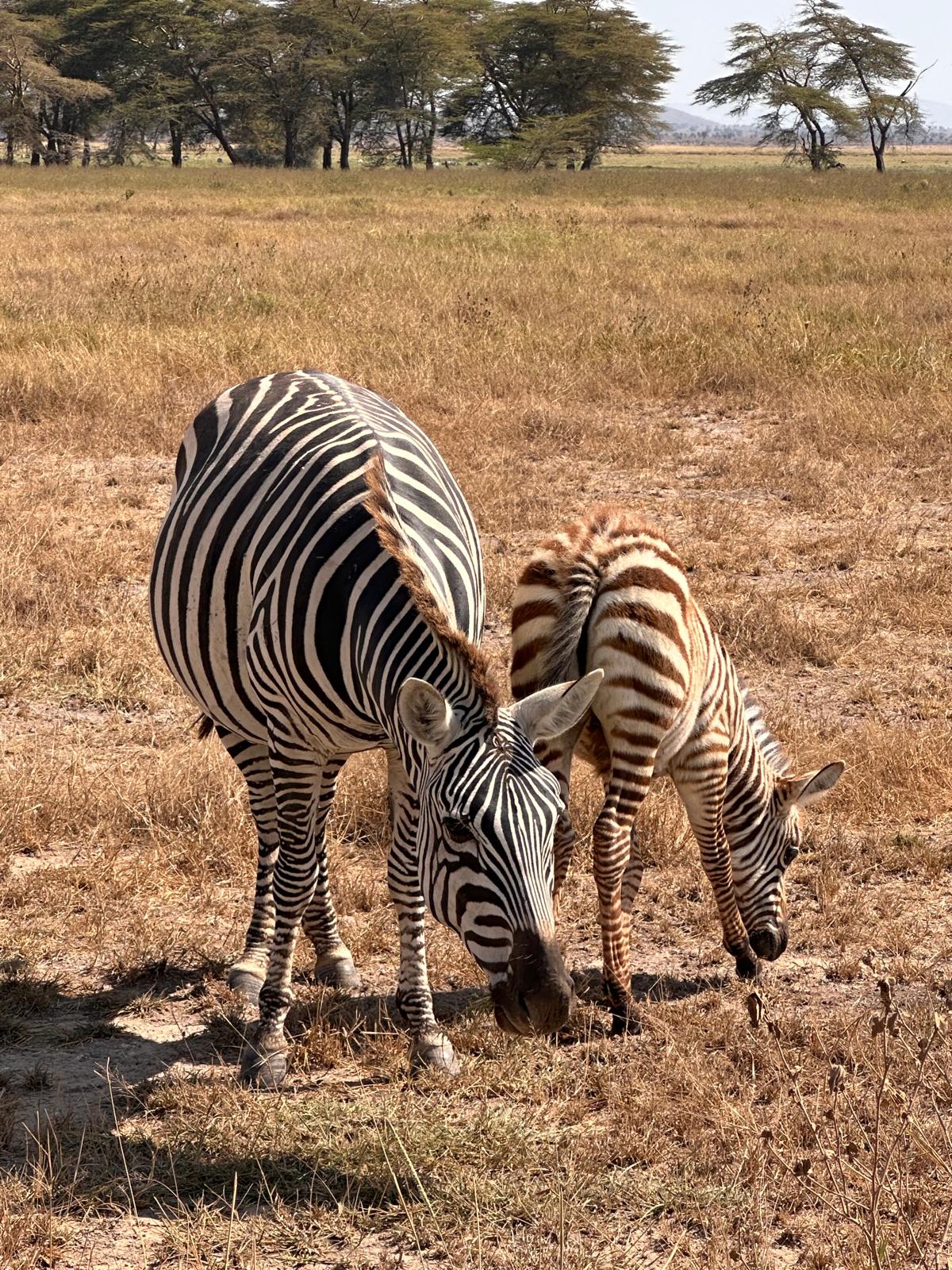 animales salvajes en kenia