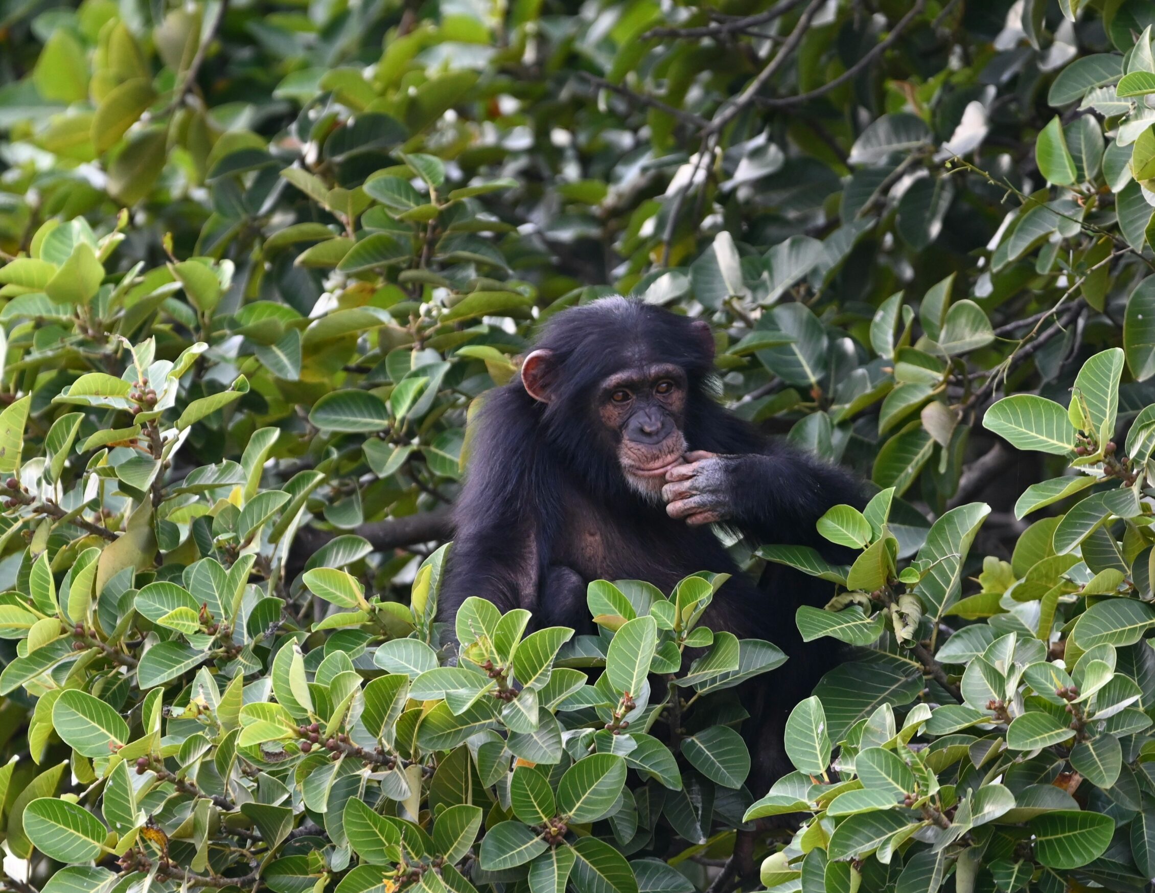 chimpanze a gambia