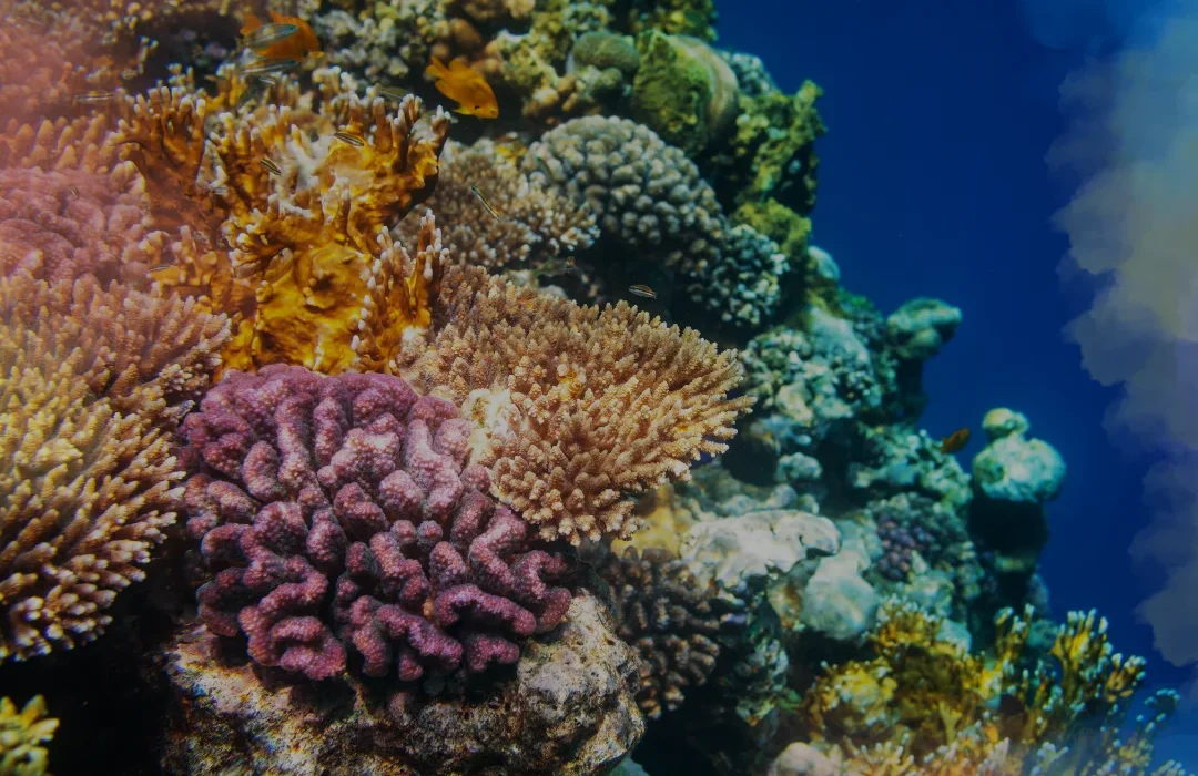 Fiji3