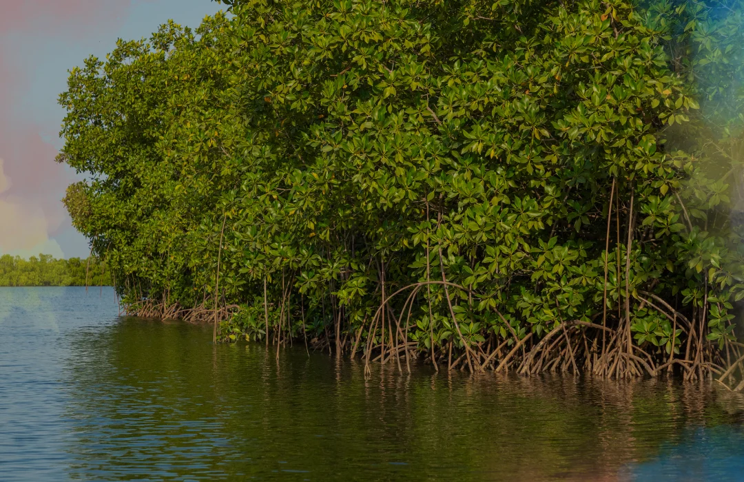 Gabón4