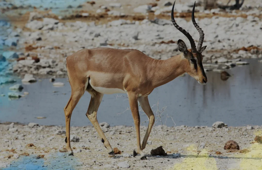 Gambia6