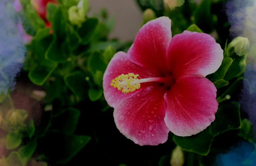 Hawaii4