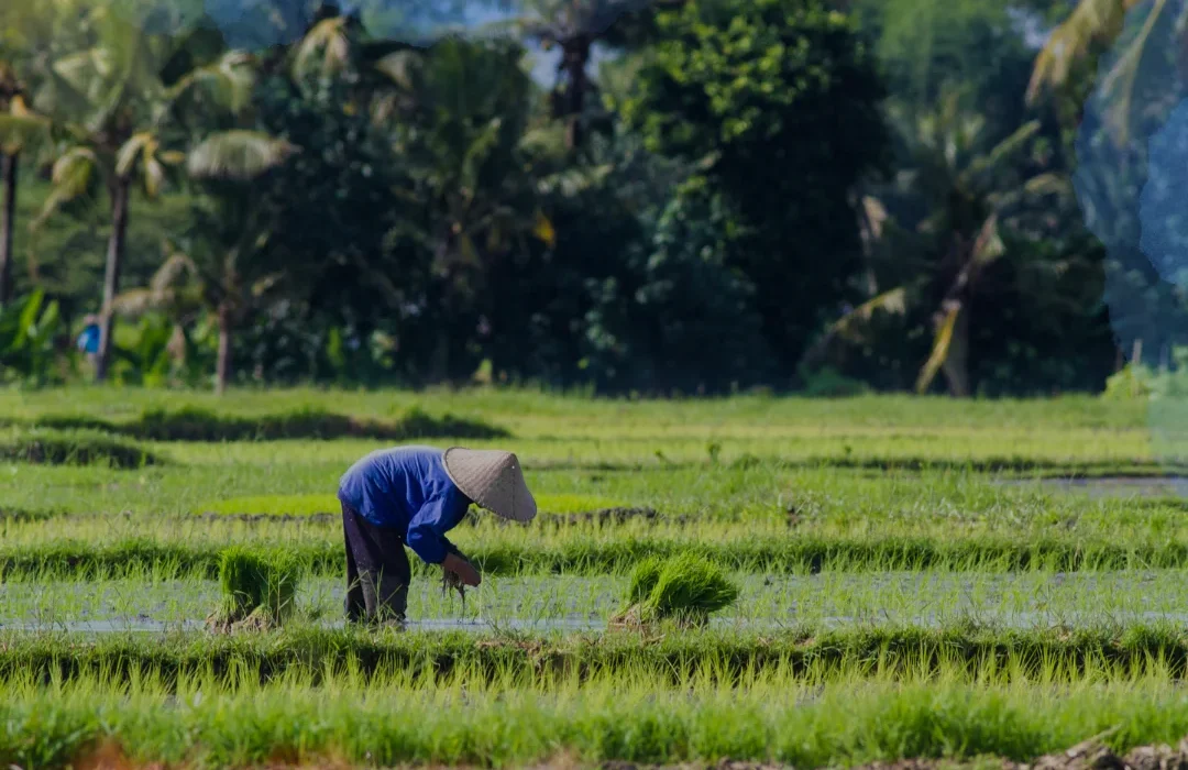 Indonesia2
