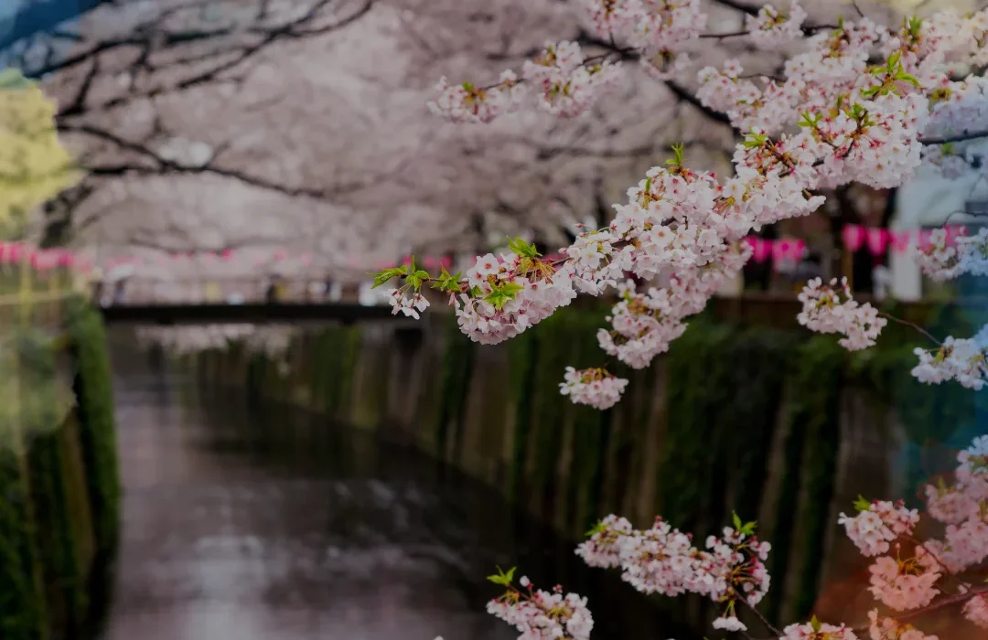 Japon5