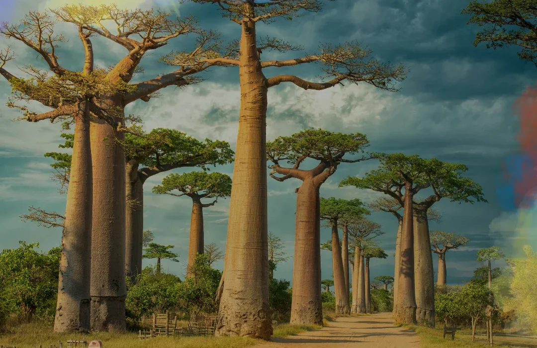 Madagascar1