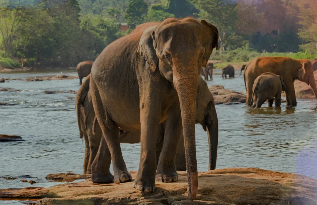 Sri Lanka2