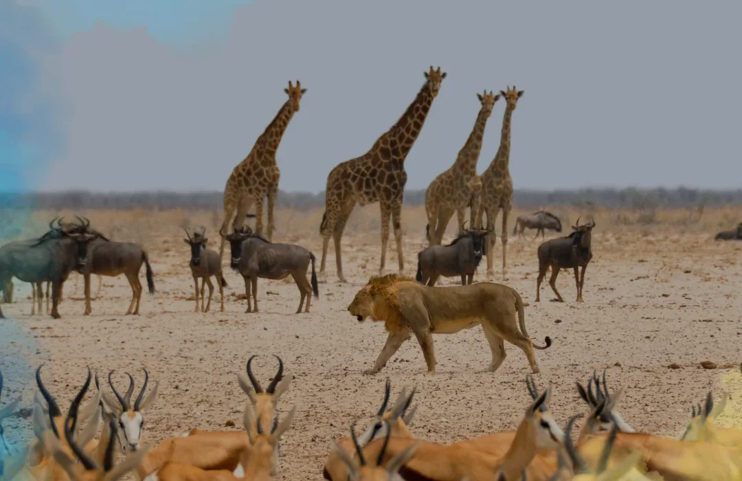 Sudáfrica1
