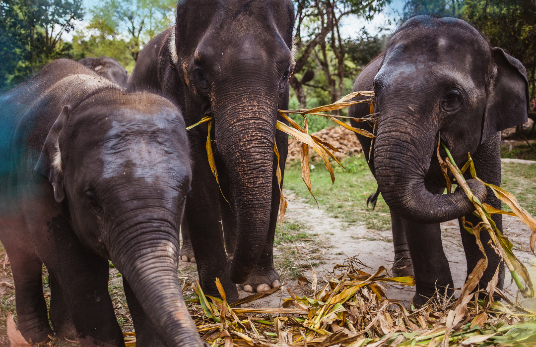 TAILANDIA 7 - SIN SENDERISMO
