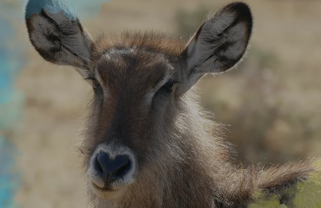 Tanzania4