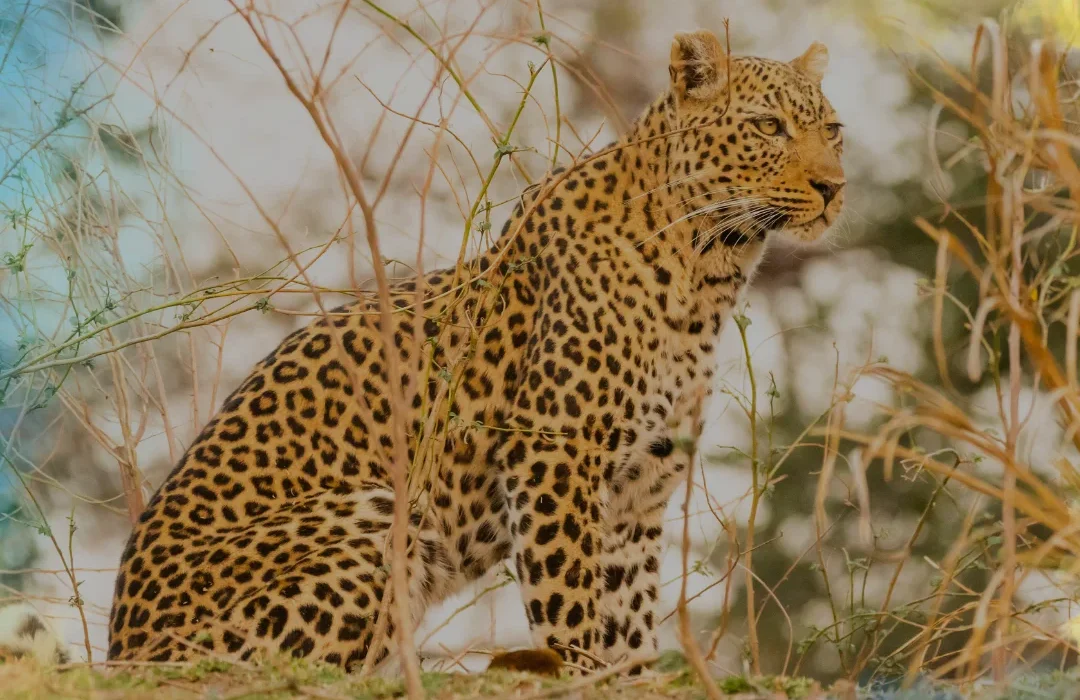 Zambia3