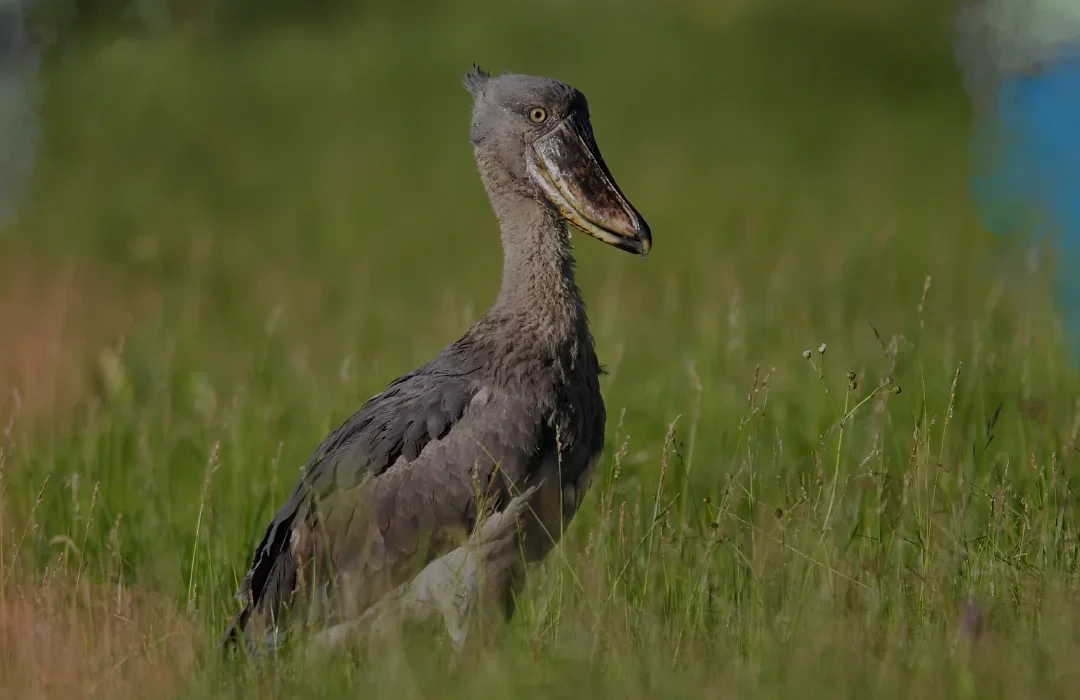 Zambia6