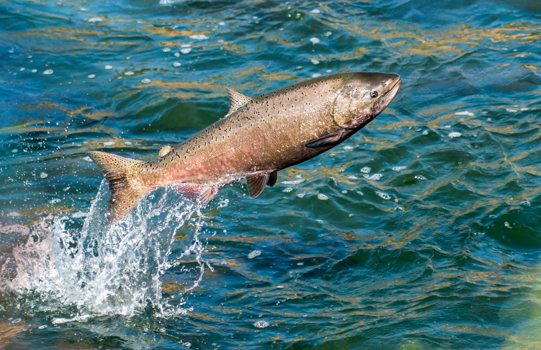alaska 6