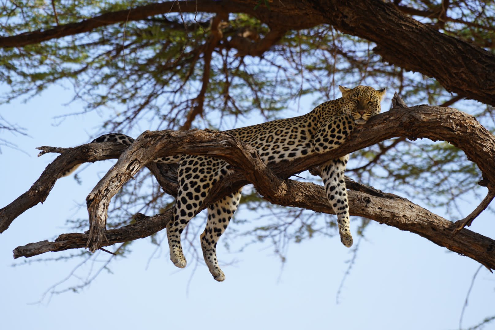 fauna salvaje en kenia