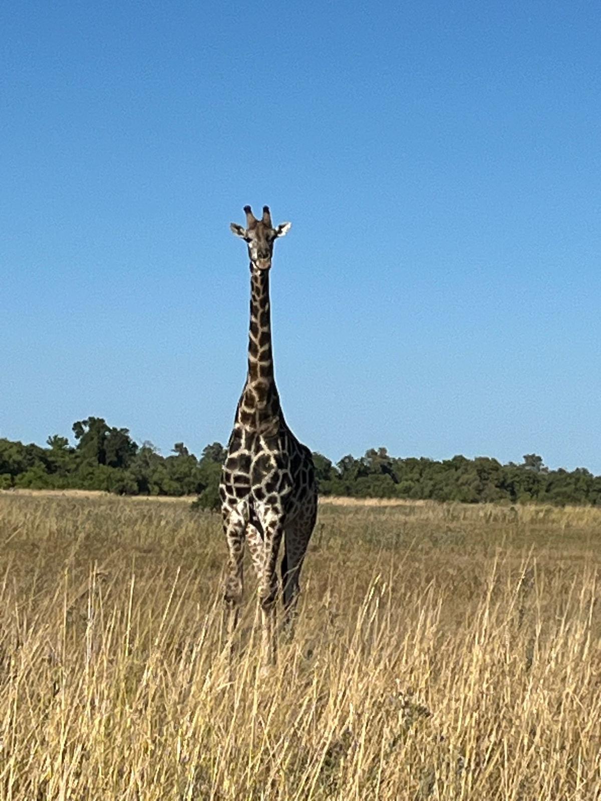 girada en africa