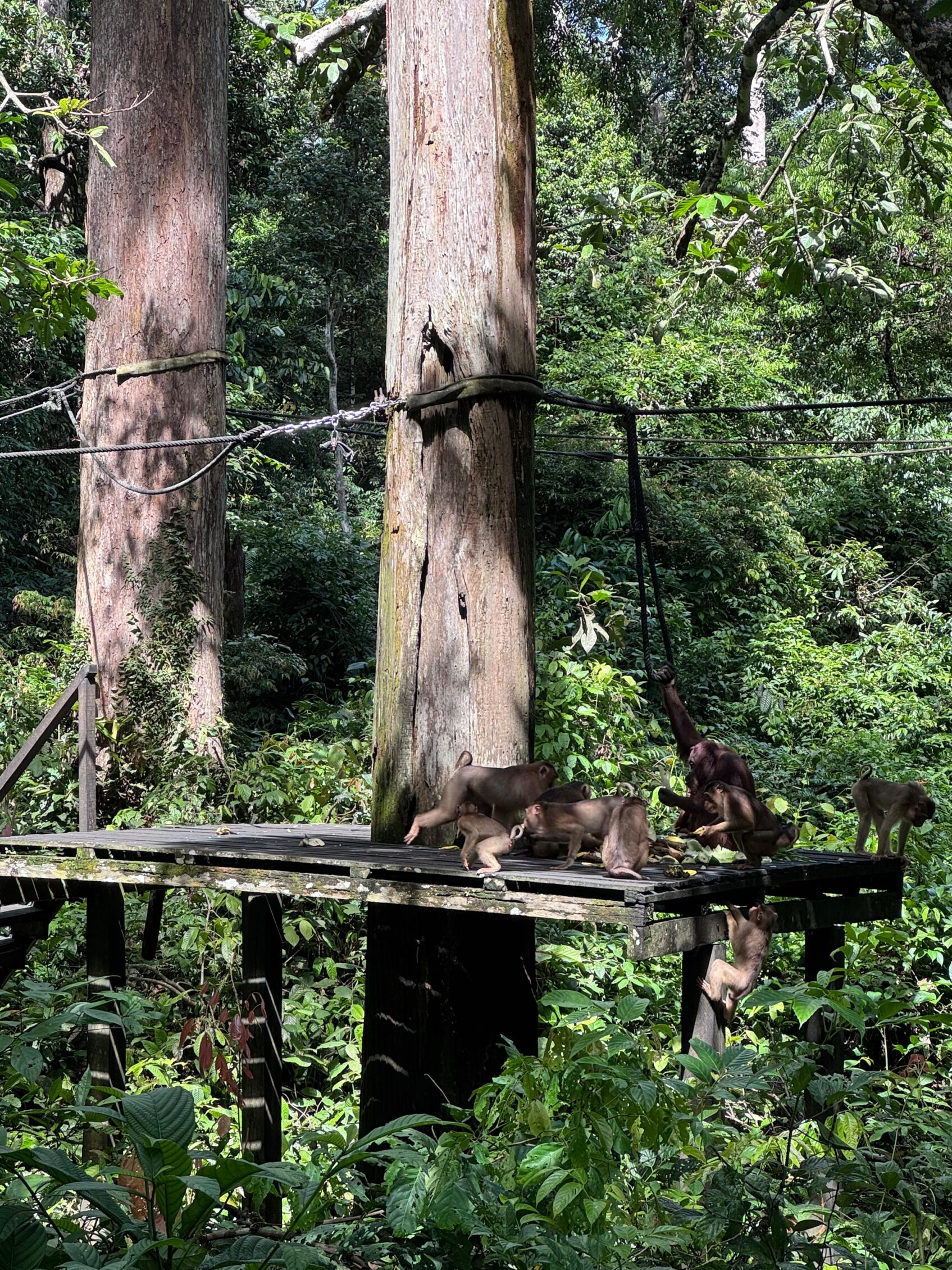 monos en la selva de boreno en malasia