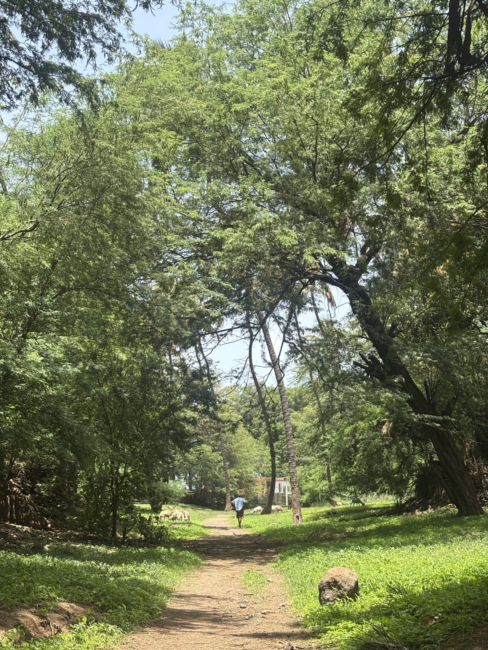 naturaleza de cabo verde