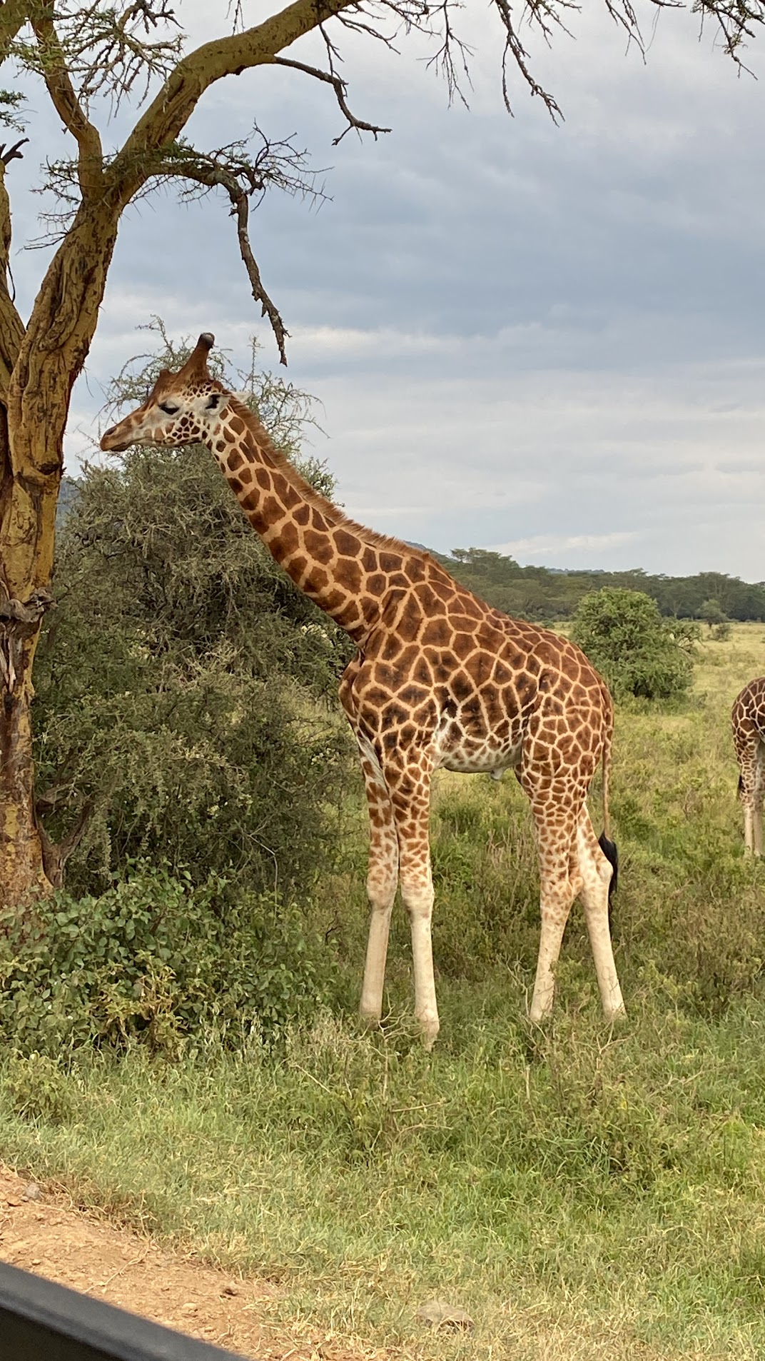 safari de animales en kenia