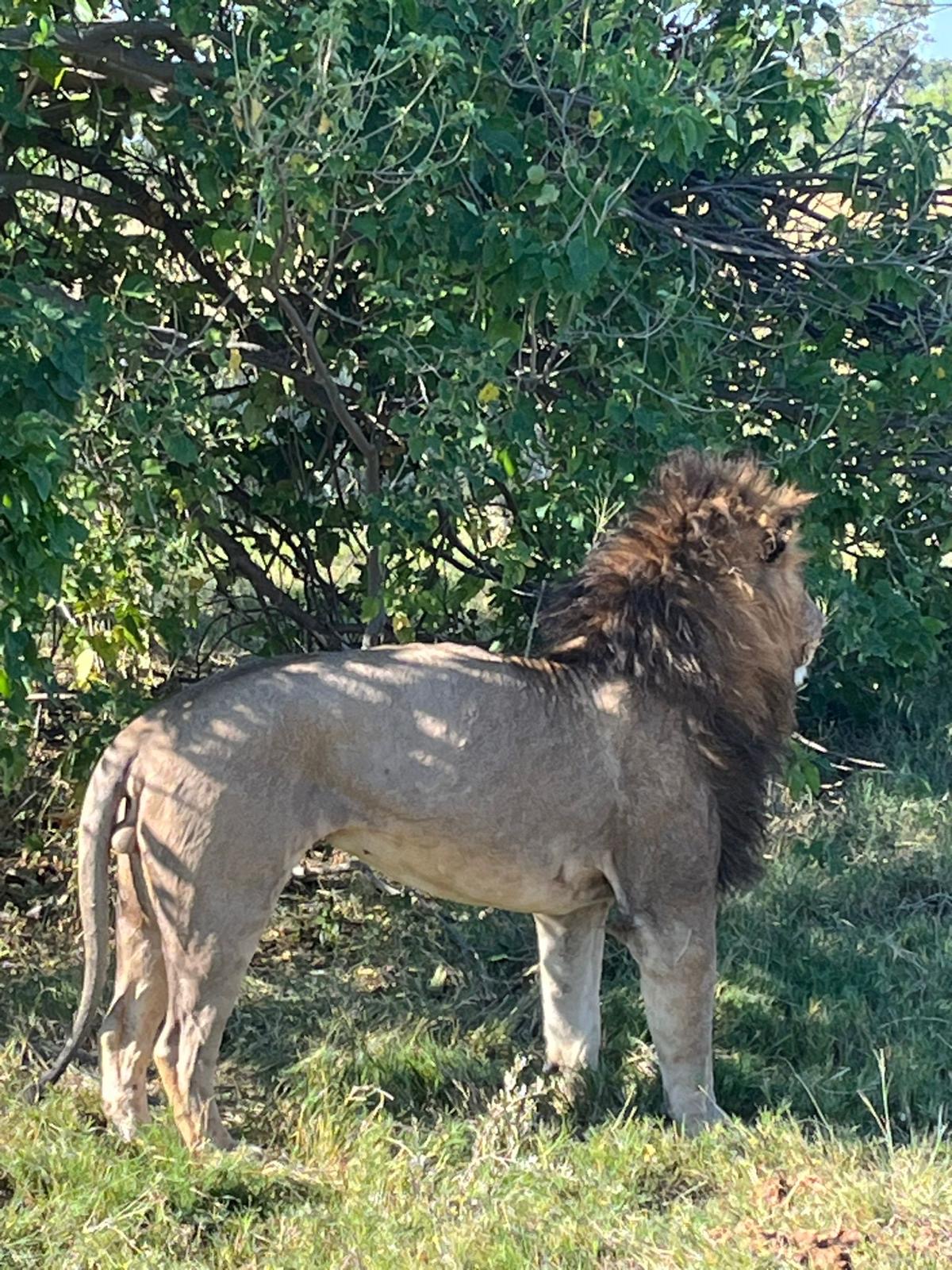 safari de leones