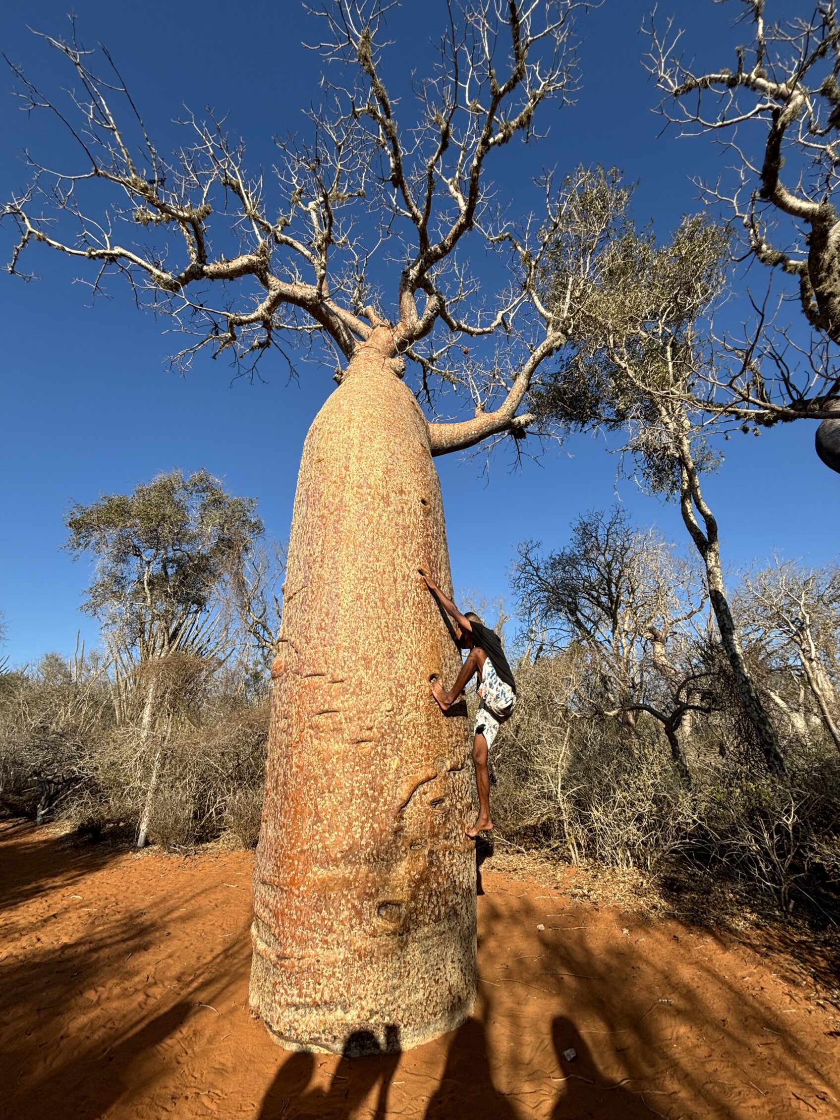 viaje de baobabs